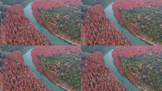 深秋唯美红色树林