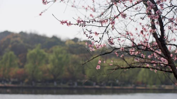 桃花 春天美景 阳光花朵