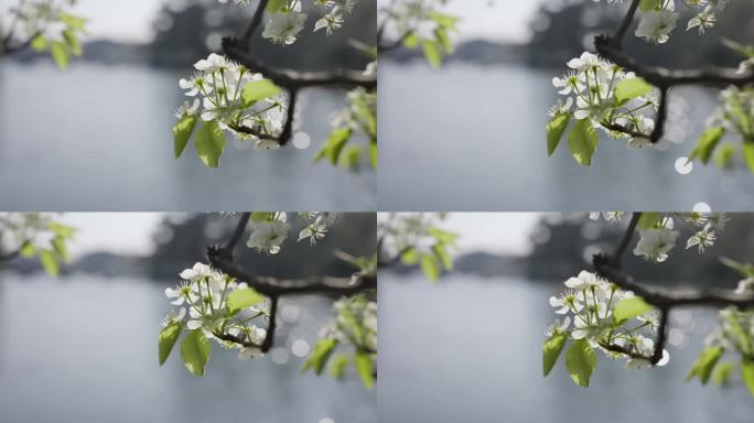 春天阳光下美丽的花儿