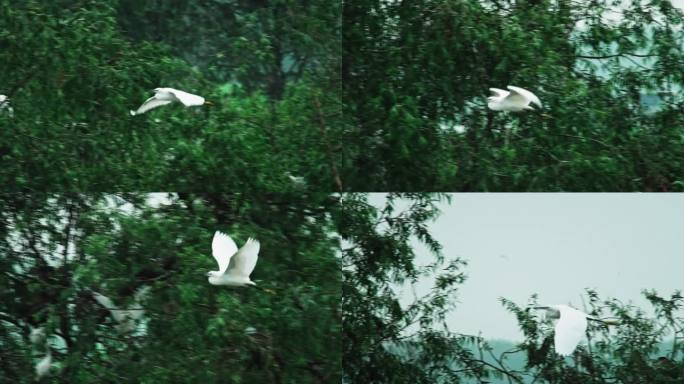 飞翔的白鹭