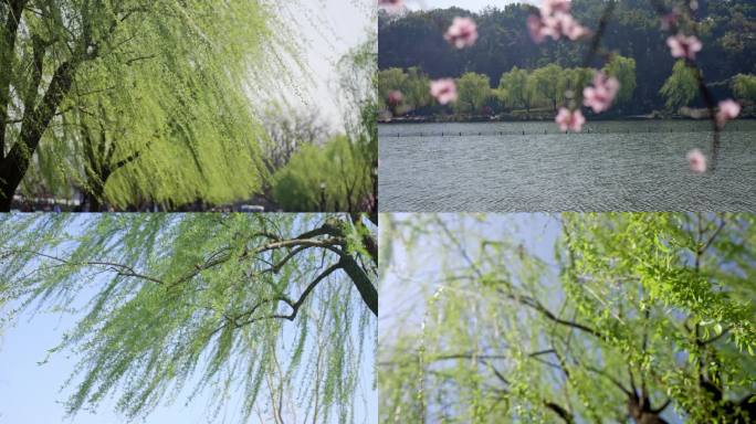 【合集】西湖春天 美景合集