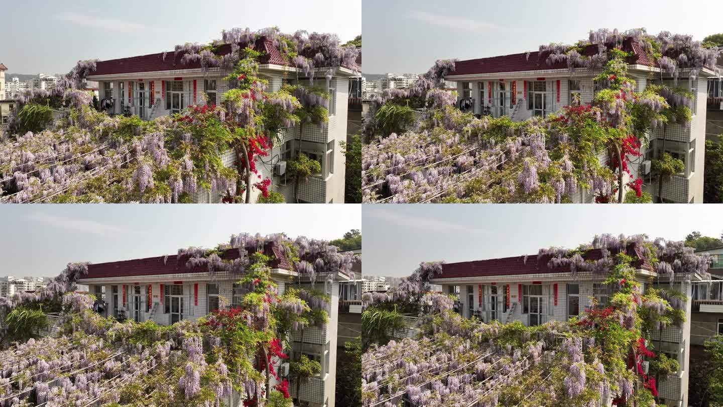 唯美紫藤花海房屋墙航拍条藤蔓紫色4k素材
