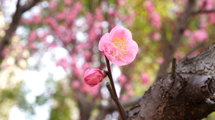 春天樱花