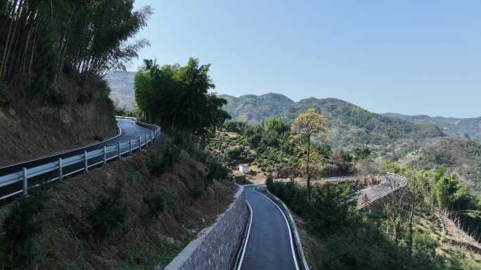 江南浙江山区道路交通竹林竹海竹山檫树开花