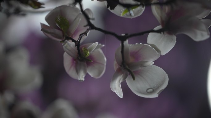 春天春雨春夜晚上玉兰花雨水水珠唯美实拍