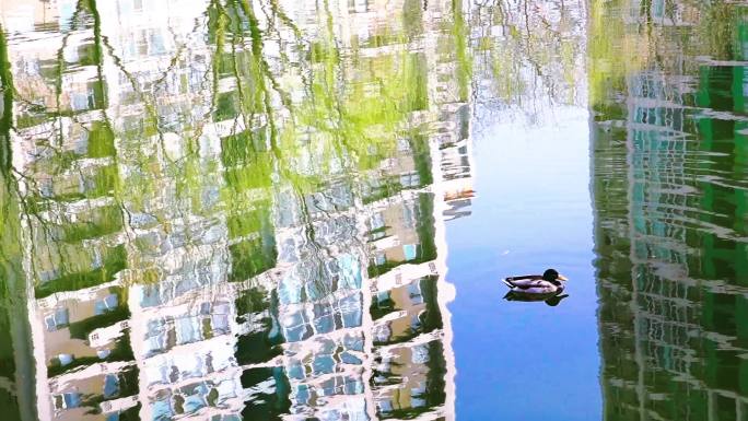 实拍春季湖面倒影鸳鸯鸟