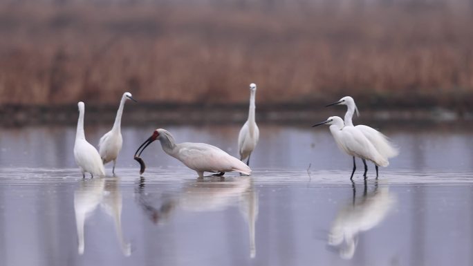 白鹭和朱鹮抢泥鳅，生态，自然