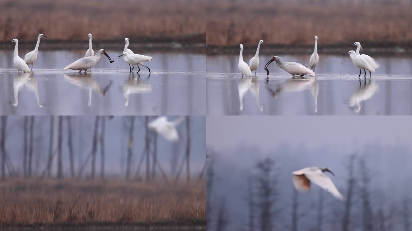 白鹭和朱鹮抢泥鳅，生态，自然