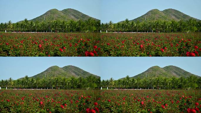 三亚博后村在风中摇曳的红玫瑰花田