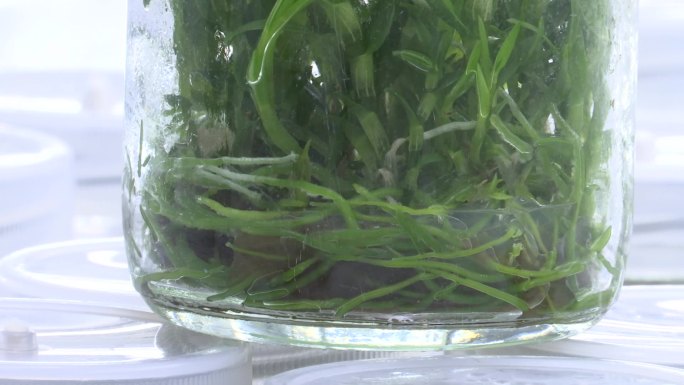 石斛 幼苗 实验室 组织培养 繁殖 育种