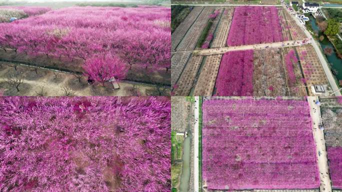 4K苏州消夏湾梅花航拍