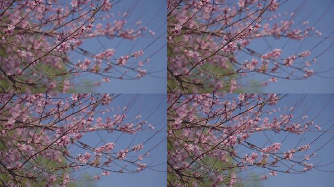 桃花 春天美景 阳光花朵