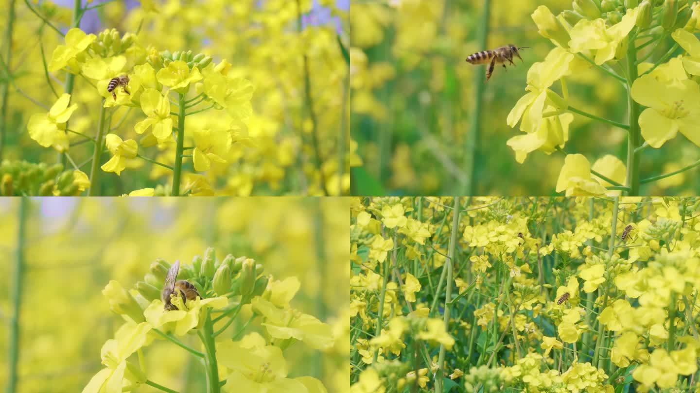 花丛里的蜜蜂