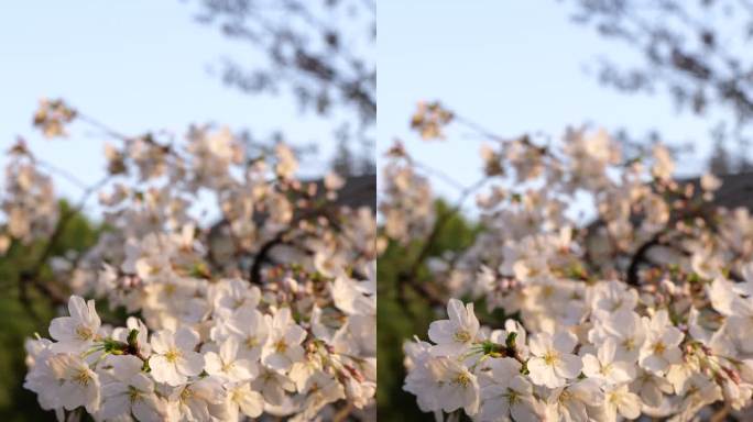樱花特写阳光下的樱花4K竖版视频抖音格式