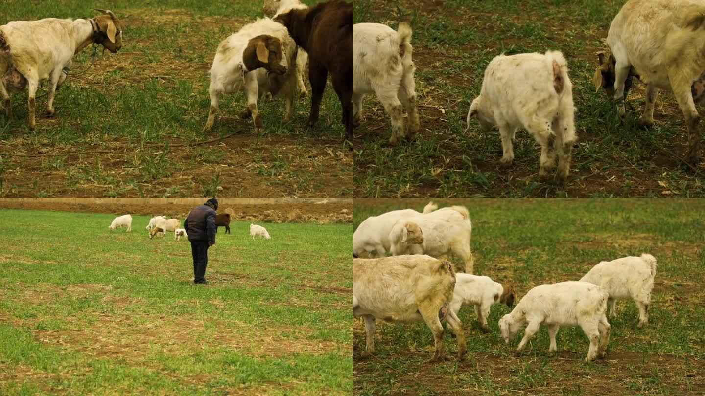 农村老人放羊