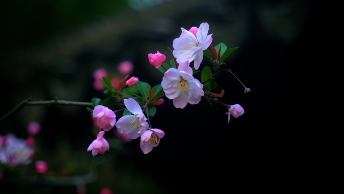 单枝垂丝海棠花盛开