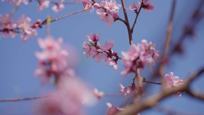 桃花 春天美景 阳光花朵