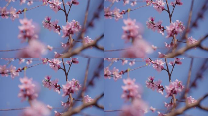 桃花 春天美景 阳光花朵