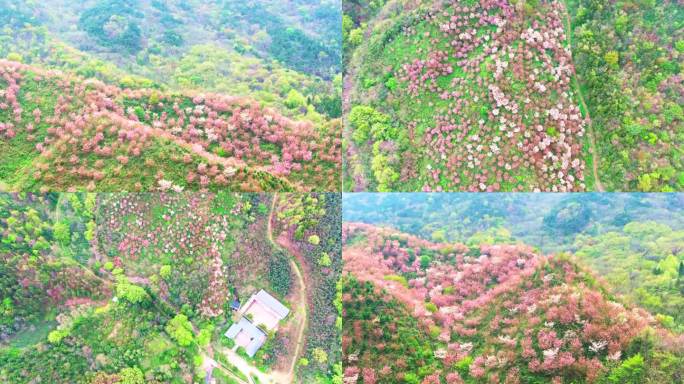 航拍大别山地区野樱花