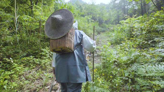 采药 药材 采药师