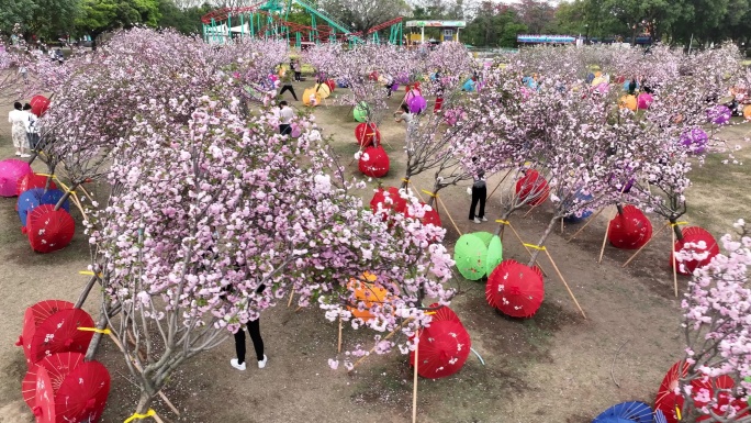 深圳樱花节