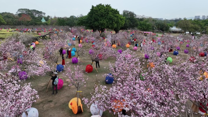 深圳樱花节