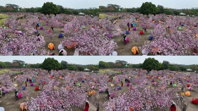 深圳樱花节