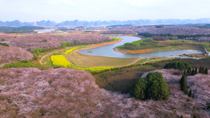 贵州平坝万亩樱花园特写