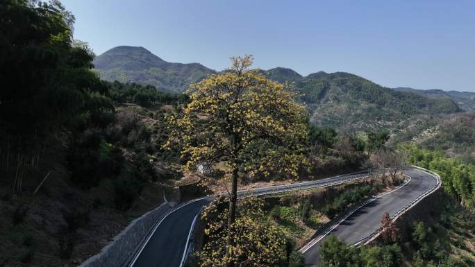 江南浙江山区春天竹林竹山竹海檫树开花实拍