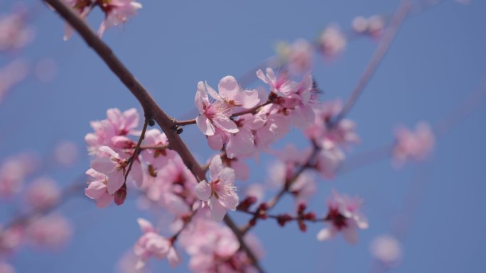 春天阳光下美丽的花儿