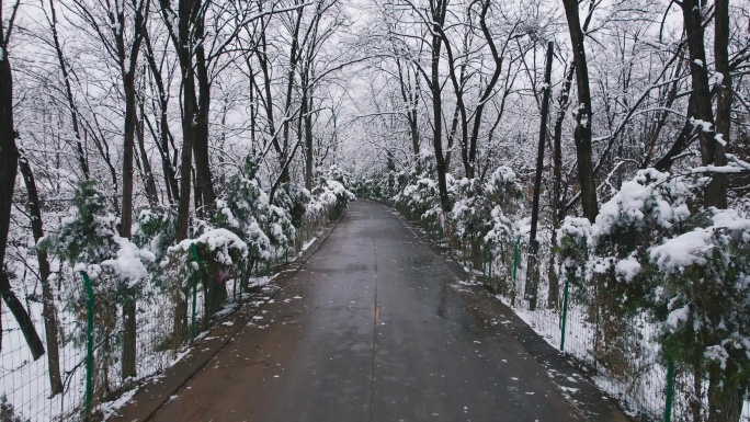 雪中的林荫小路