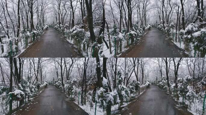 雪中的林荫小路