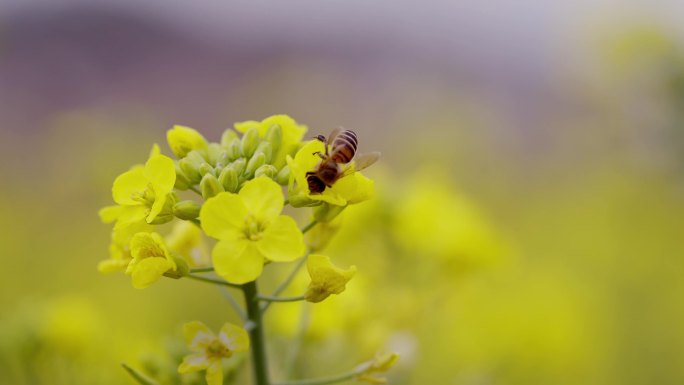 油菜花近景特写