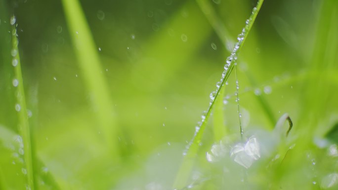 雨中小草露珠