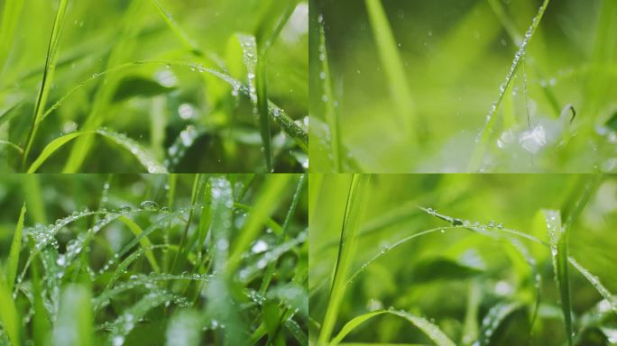 雨中小草露珠