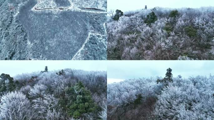 森林雾凇雪景