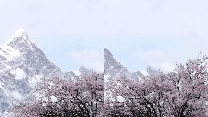 南迦巴瓦峰下的桃花-竖版