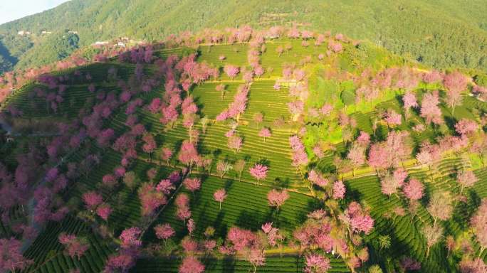 冬樱花 大理南涧