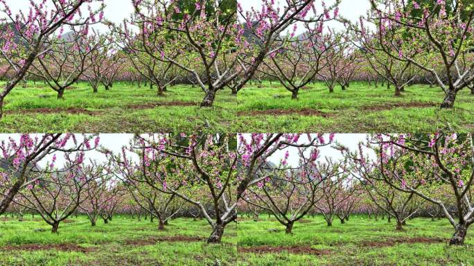 春天阳光下果园里盛开的桃花