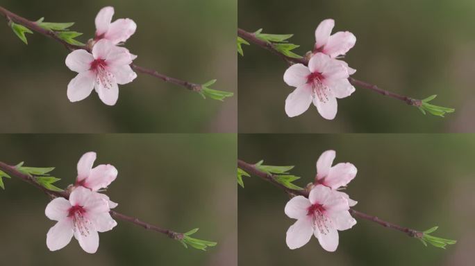 雨后桃花随风摇曳