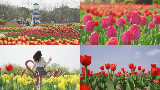 郁金香 美女陶醉花海 赏花  美女看花