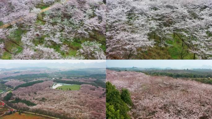 平坝樱花 航拍