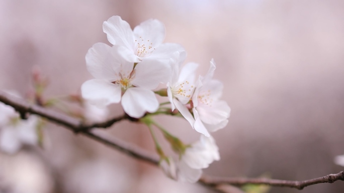 樱花 高清唯美特写 武汉 自然 春天