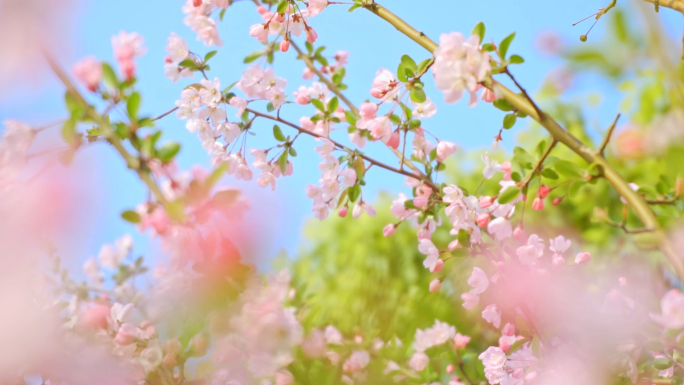 唯美垂丝海棠、美好春天