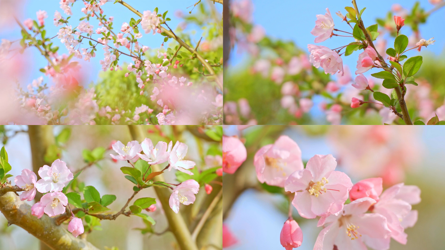 唯美垂丝海棠、美好春天