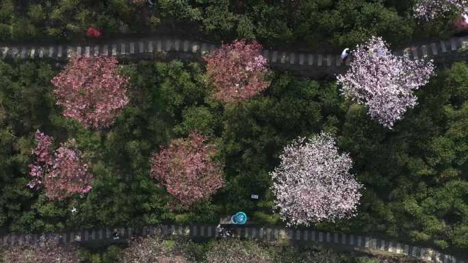 航拍晚安家居樱花园