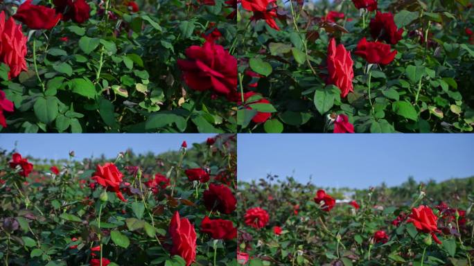 三亚博后村在风中摇曳的红玫瑰花田