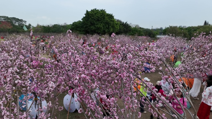 深圳樱花节