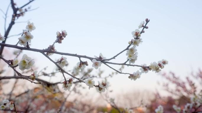 无锡梅园 梅花 腊梅 2023梅花节