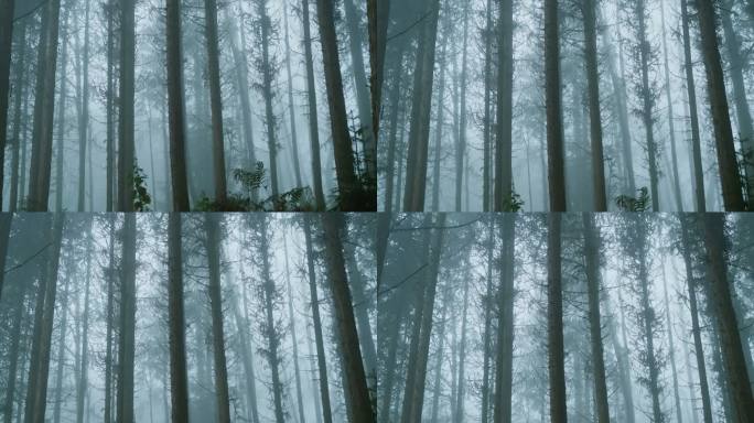 雾气蒙蒙的树林 笔直高大的树木 摇拍